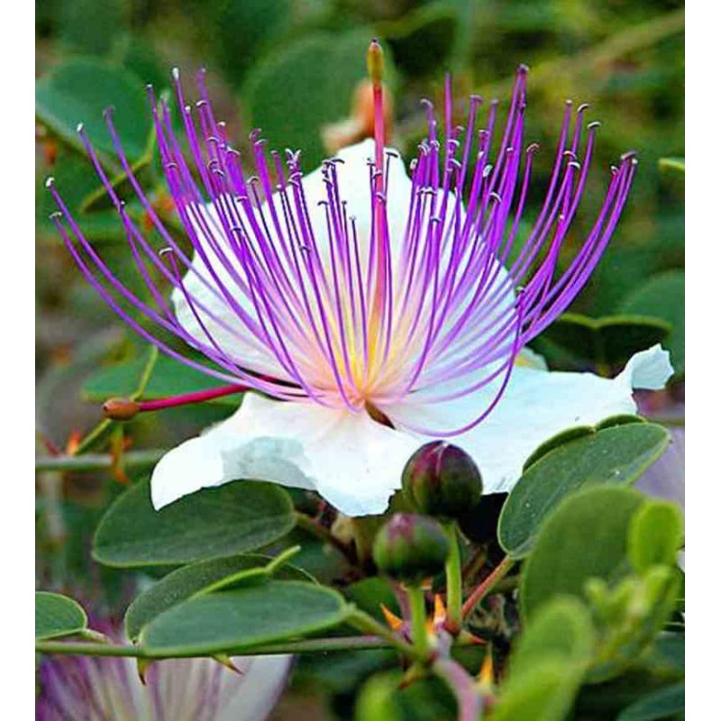 Capparis spinosa (caprier)