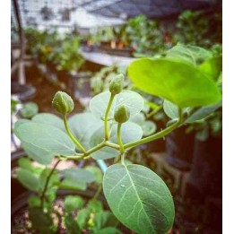 Capparis spinosa (caprier)