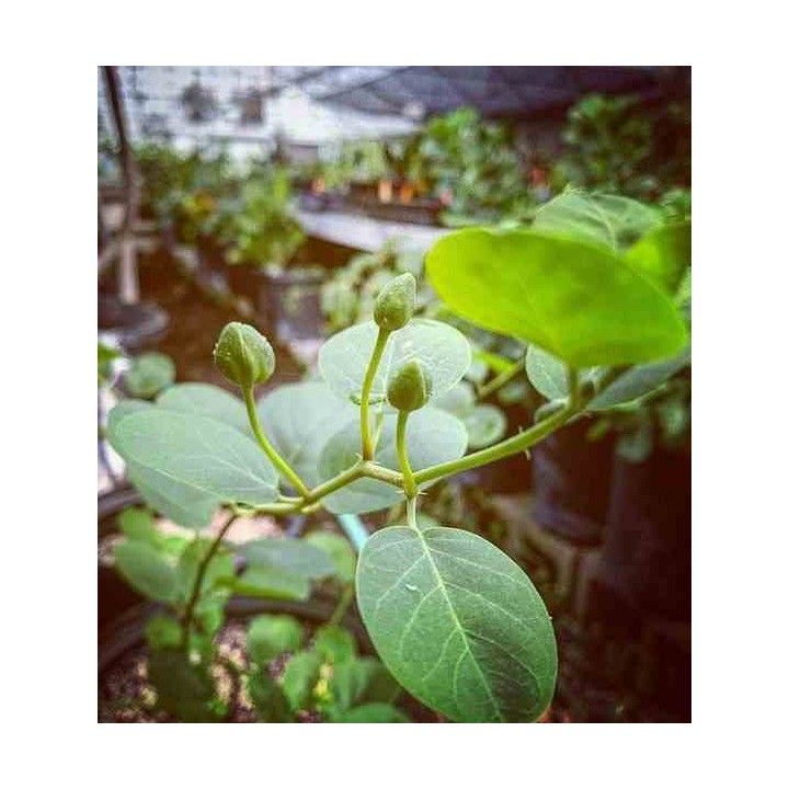 Capparis spinosa (caprier)