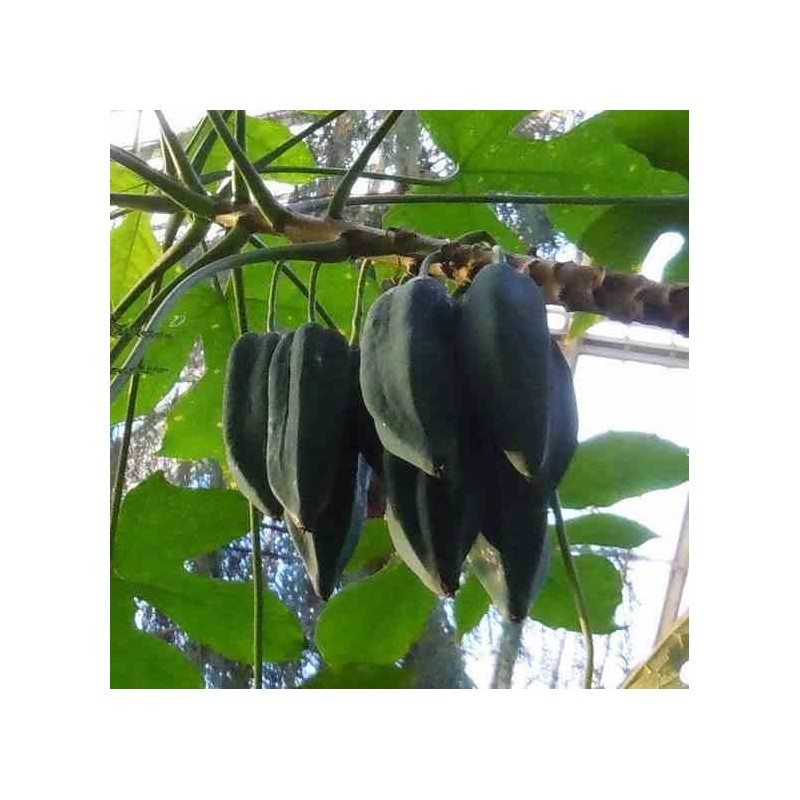 Carica pentagona (syn. Carica × heilbornii var. pentagona)