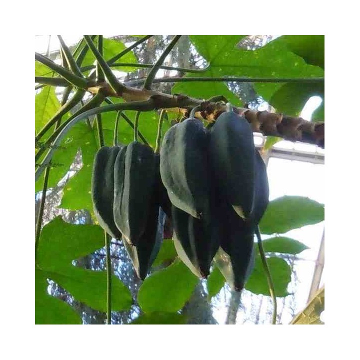 Carica pentagona (syn. Carica × heilbornii var. pentagona)