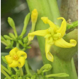 Carica pentagona (syn. Carica × heilbornii var. pentagona)