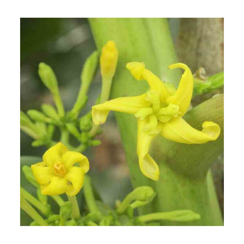 Carica pentagona (syn. Carica × heilbornii var. pentagona)