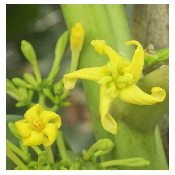 Carica pentagona (syn. Carica × heilbornii var. pentagona)