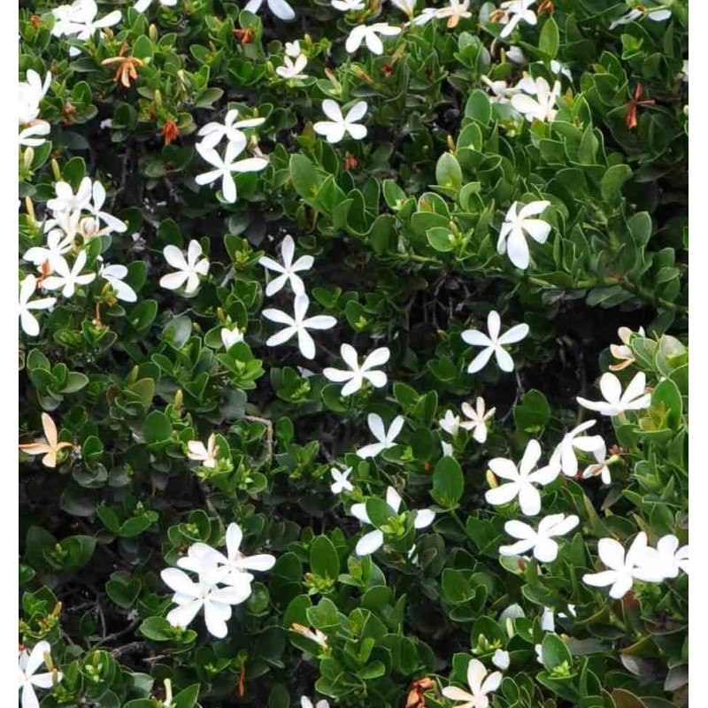 Carissa grandiflora : prunier du natal