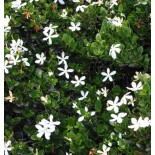 Carissa grandiflora : prunier du natal