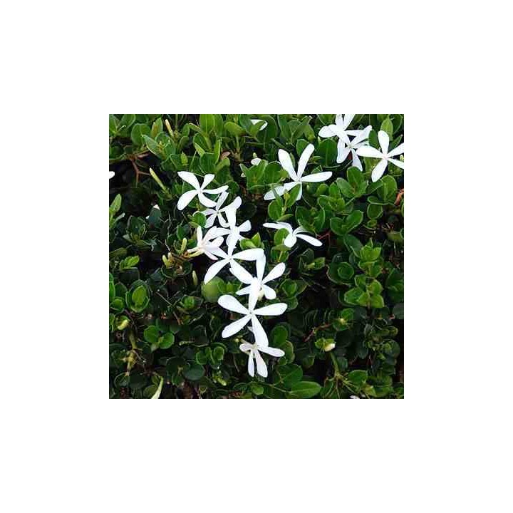 Carissa grandiflora : prunier du natal