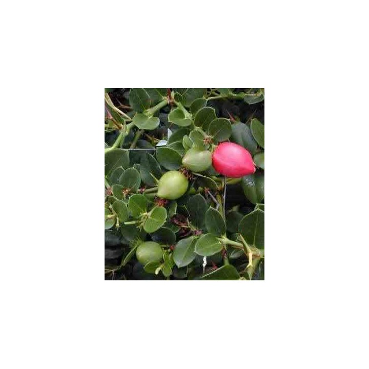 Carissa grandiflora : prunier du natal