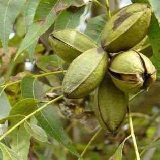 Carya illinoinensis (noix de noix de pécan, pacanier)