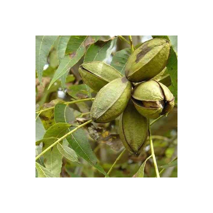 Carya illinoinensis (noix de noix de pécan, pacanier)