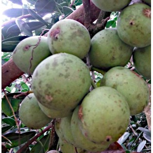 Casimiroa edulis (sapote blanche)