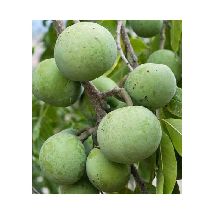Casimiroa edulis (sapote blanche)