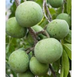 Casimiroa edulis (sapote blanche)
