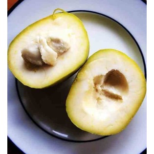 Casimiroa edulis (sapote blanche)