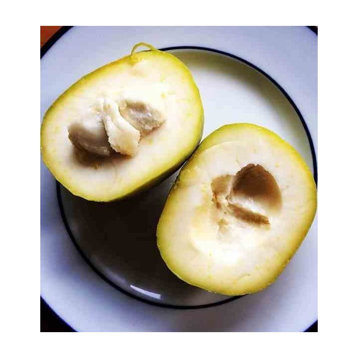 Casimiroa edulis (sapote blanche)