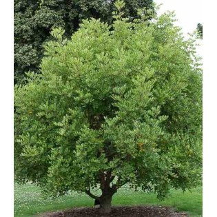 Ceratonia siliqua (caroubier)