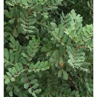 Ceratonia siliqua (caroubier)