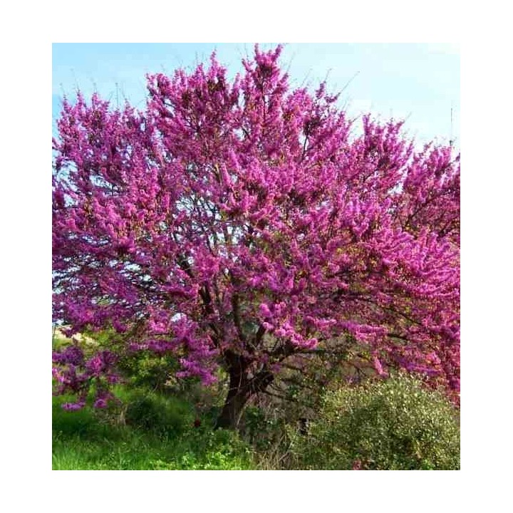 Cercis siliquastrum (arbre de judée)