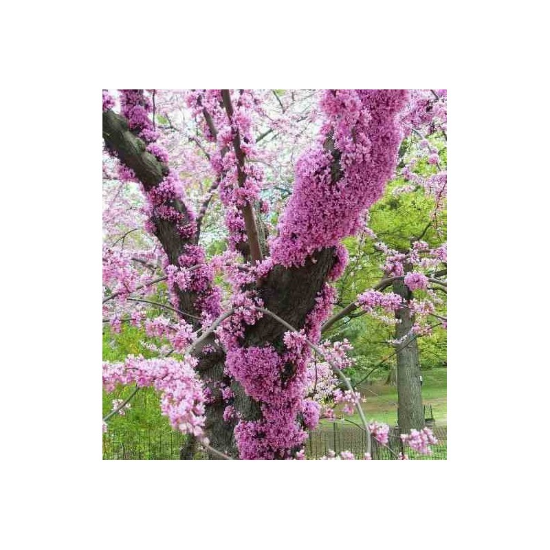 Cercis siliquastrum (arbre de judée)