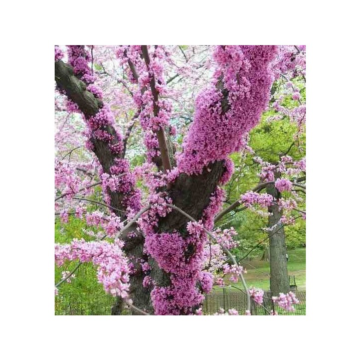 Cercis siliquastrum (arbre de judée)