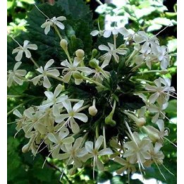 Cestrum nocturne