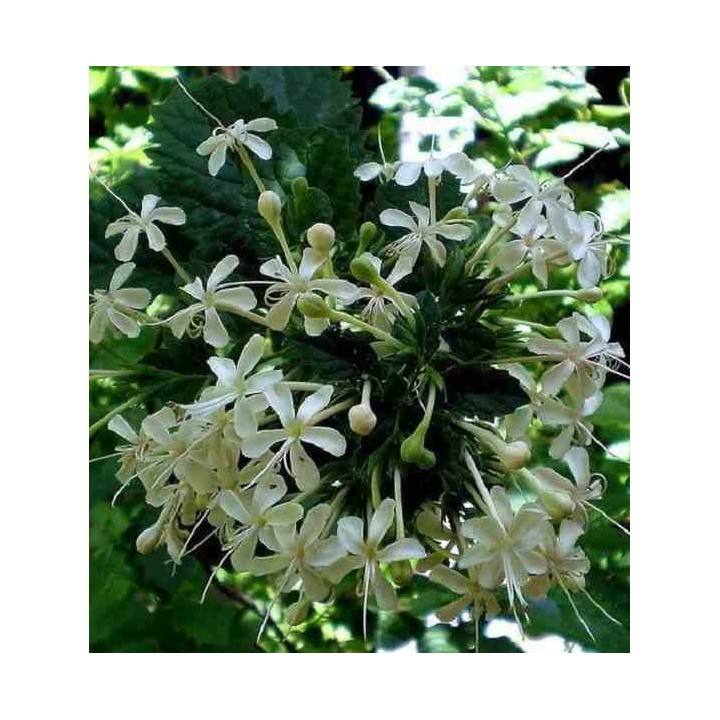 Cestrum nocturne