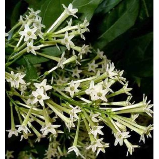 Cestrum nocturne