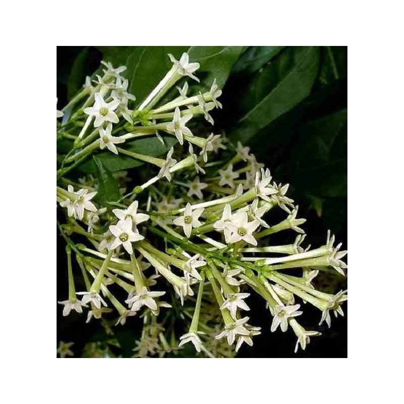 Cestrum nocturne