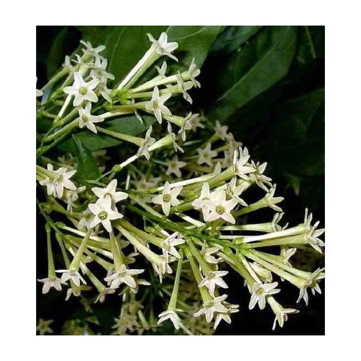 Cestrum nocturne