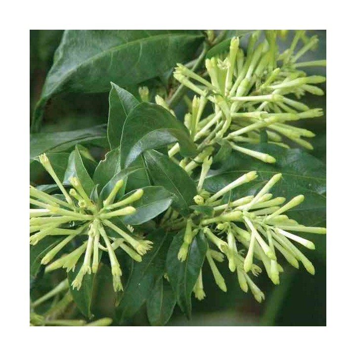Cestrum nocturne
