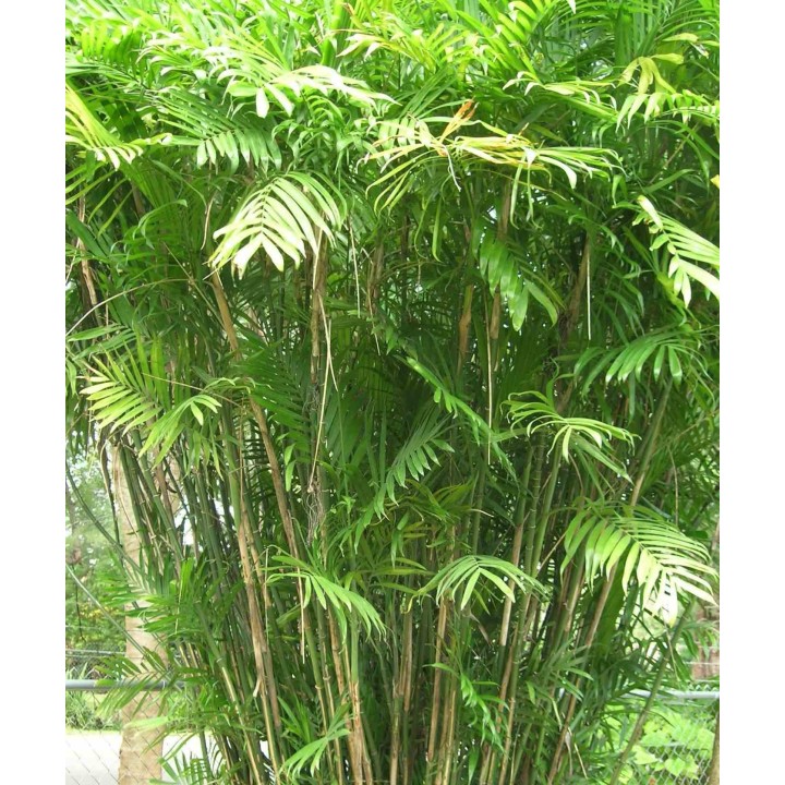 Chamaedorea seifrizii