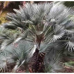 Chamaerops humilis var. cérifera