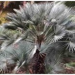 Chamaerops humilis var. cérifera
