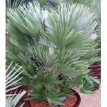 Chamaerops humilis var. cerifera (vulcan Palmier doum)