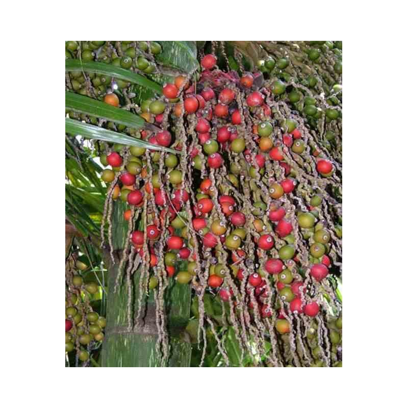 Chambeyronia macrocarpa