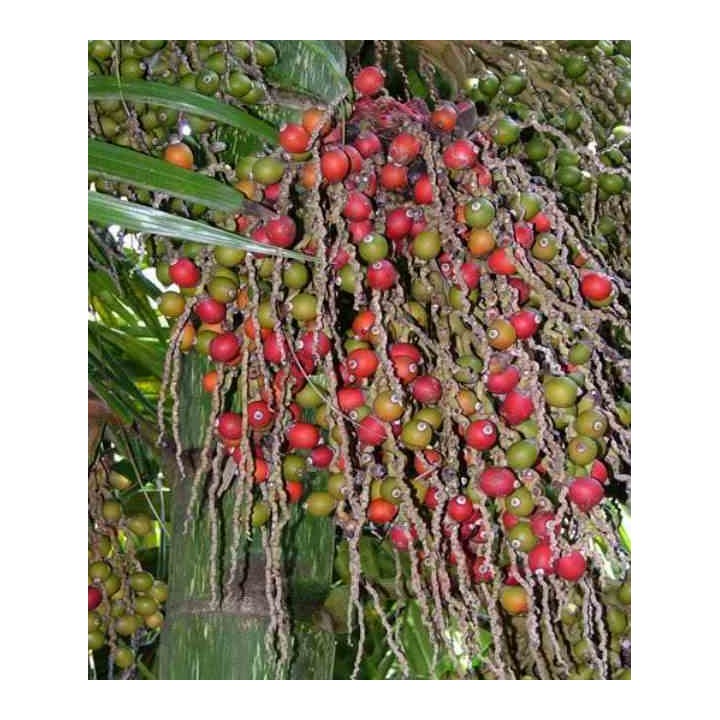 Chambeyronia macrocarpa