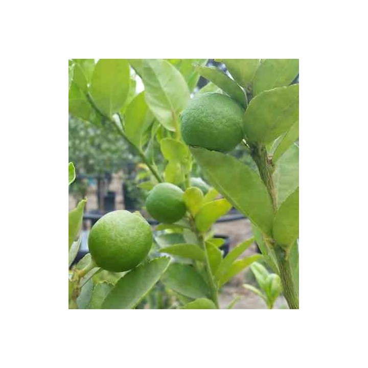 Citrus aurantifolia (citron vert)