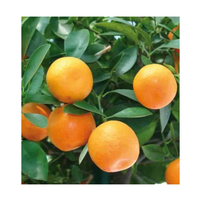 Citrus clémentine (syn. Citrus reticulata)