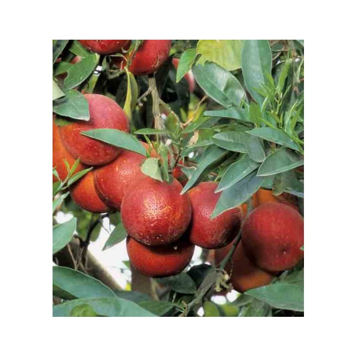 Agrumes Lima Rosso (citron rouge)