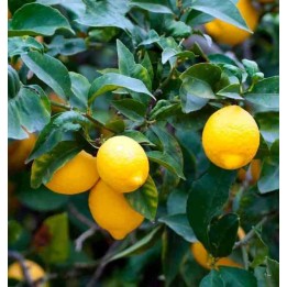 Citrus limon (citronnier)