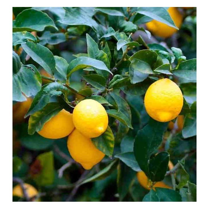 Citrus limon (citronnier)