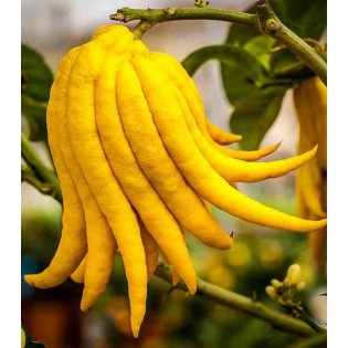 Citrus medica digitata (main de Bouddha)