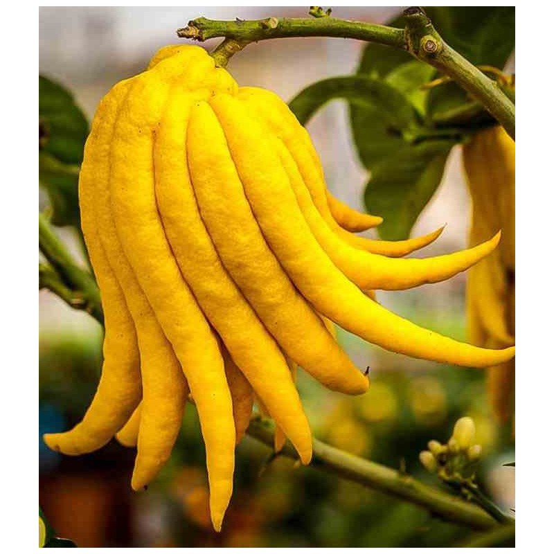 Citrus medica digitata (main de Bouddha)