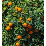 Citrus sinensis (oranger)