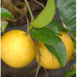 Agrumes x paradisii (pamplemoussier)