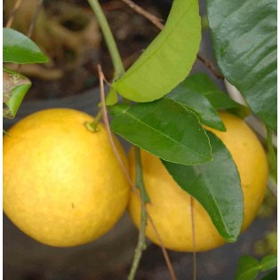 Agrumes x paradisii (pamplemoussier)