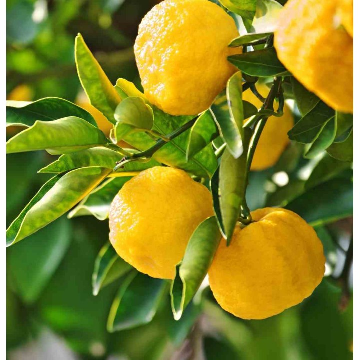 Yuzu aux agrumes