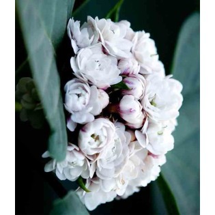 Clerodendrum fragrans (syn. C. philippinum)