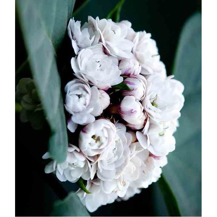 Clerodendrum fragrans (syn. C. philippinum)
