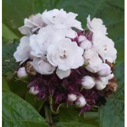Clerodendrum fragrans (syn. C. philippinum)